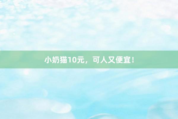 小奶猫10元，可人又便宜！